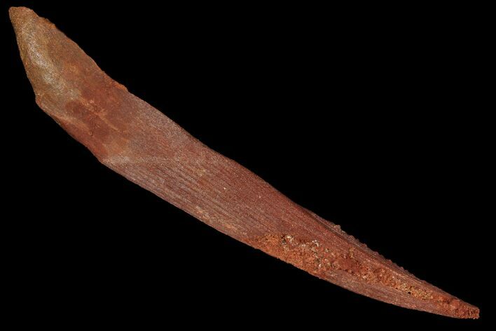 Fossil Shark (Hybodus) Dorsal Spine - Morocco #106551